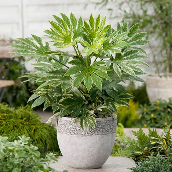 Fatsia japonica variegata