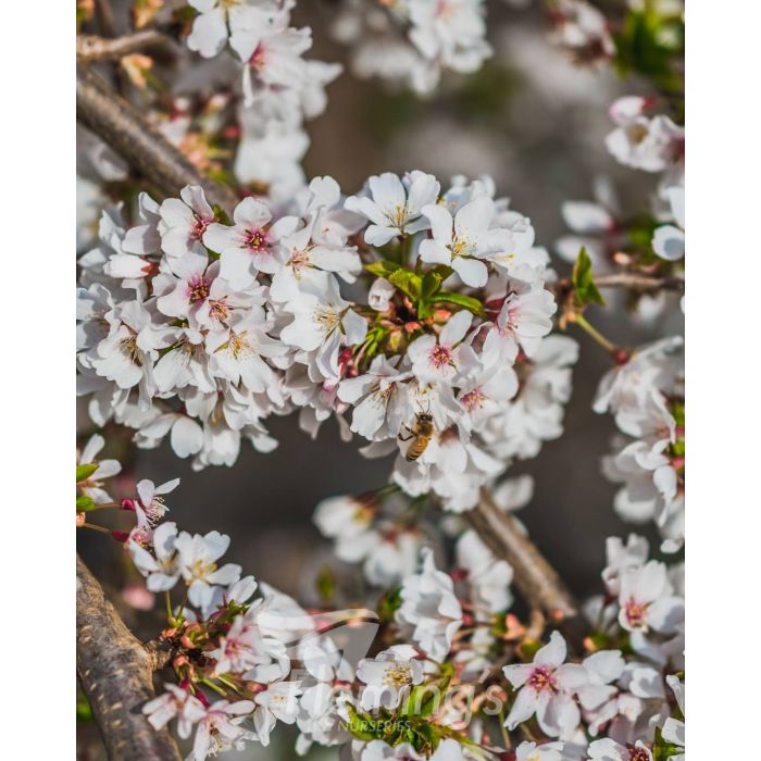 Prunus 'Snow Foutains' - Cerisier pleureur