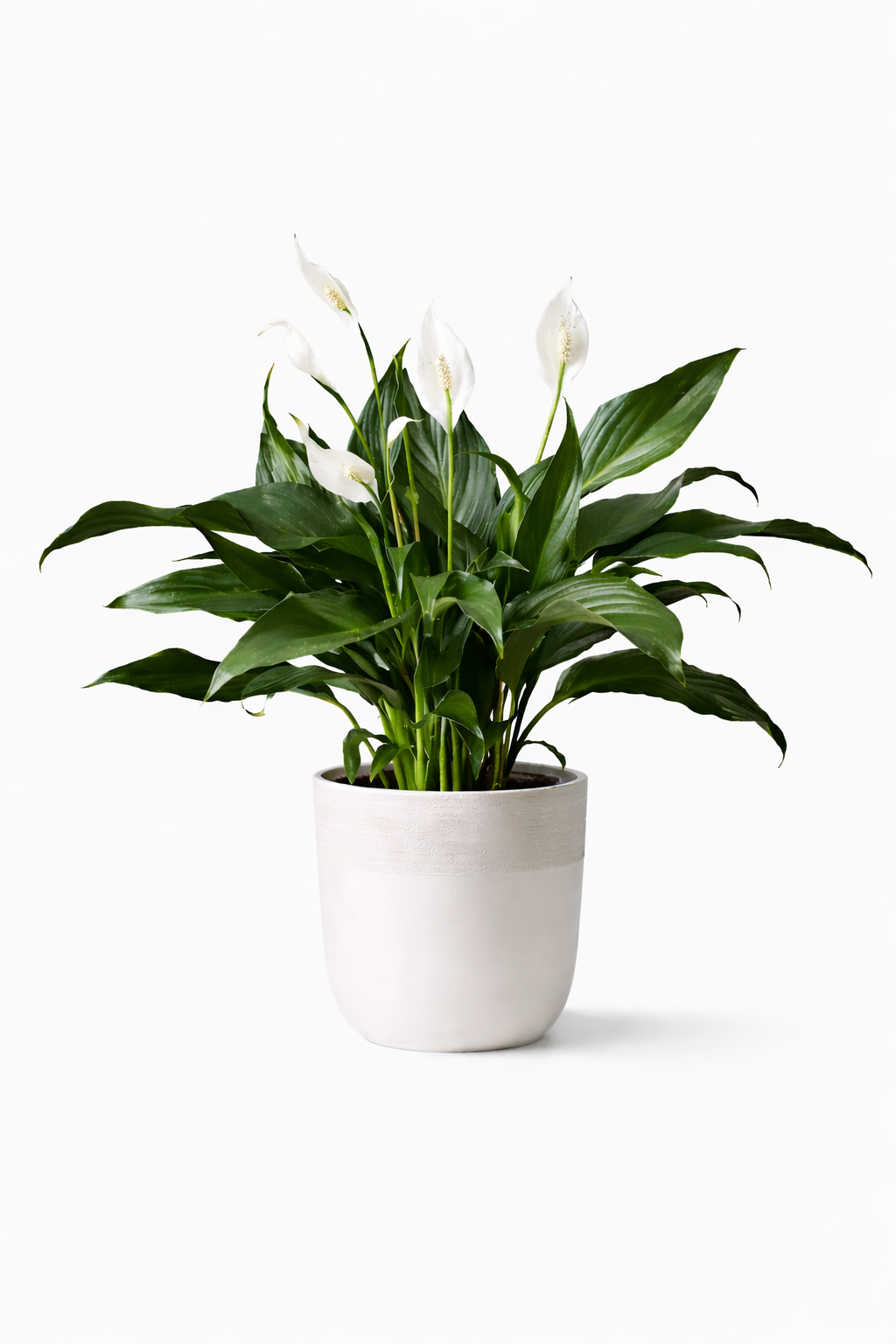 Arrangement avec plante : 10-34