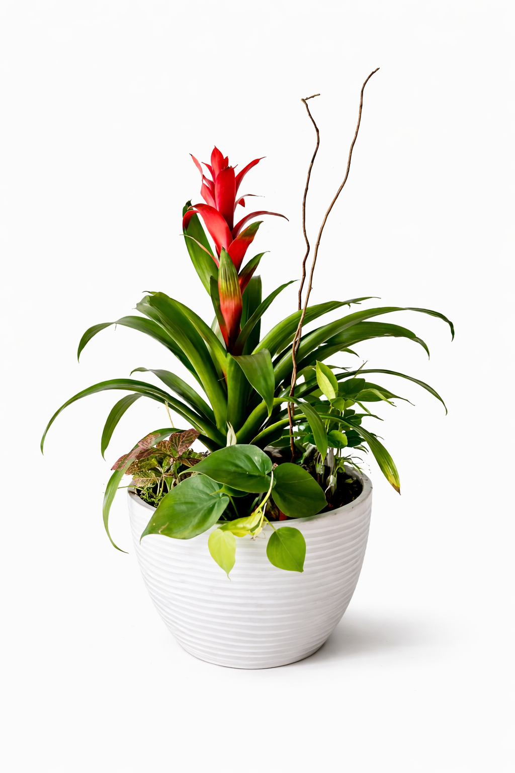 Arrangement avec plante : 10-35
