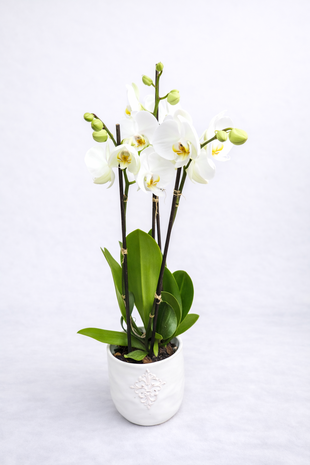 Arrangement avec plante : 10-36