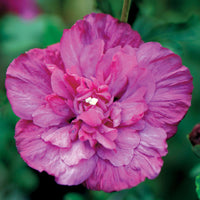 Hibiscus Syriacus 'Magenta Chiffon'