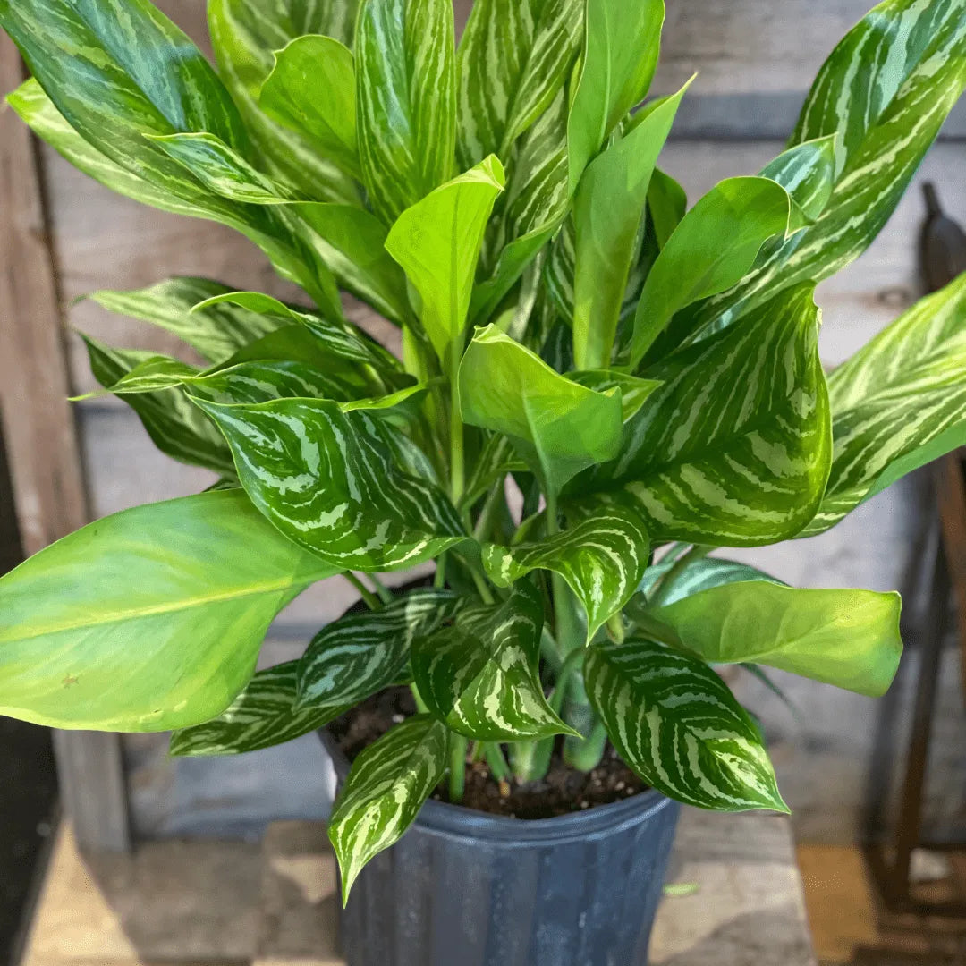 Aglaonema Stripes
