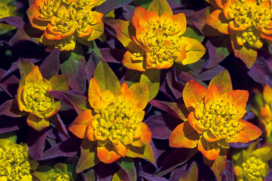 Euphorbia 'Bonfire'