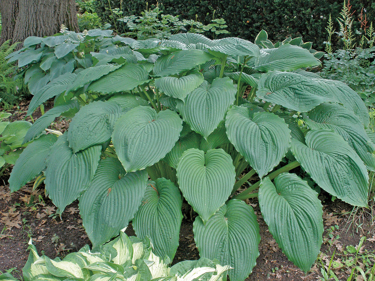 Hosta 'Niagara Falls'