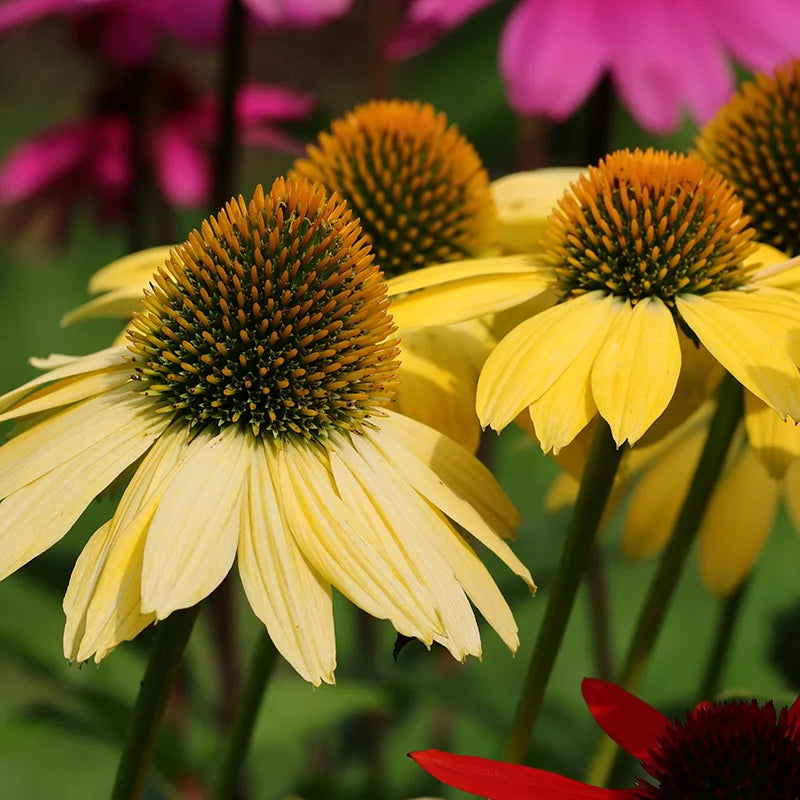 Echinacea purpurea 'Mellow Yellow'