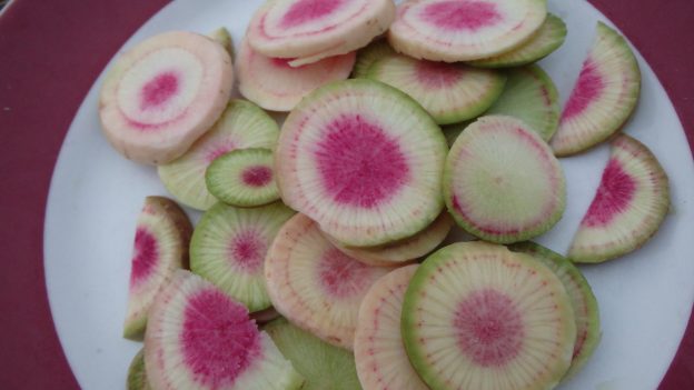 Seed - Pink Misato Radish - Catherine's Ornamental Vegetable Garden