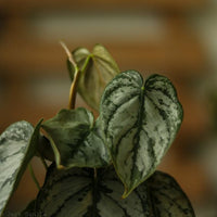 Philodendron brandtianum
