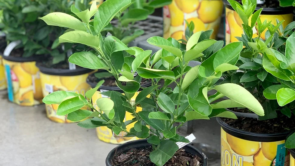 Citrus Lemon Bush 8” - citronnier