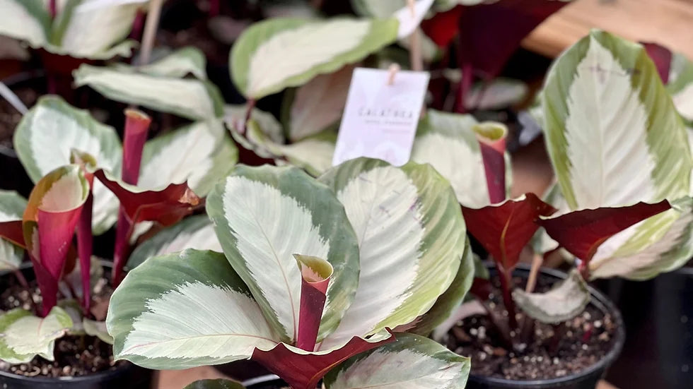 Calathea Royal Standard – FleurExcel Inc