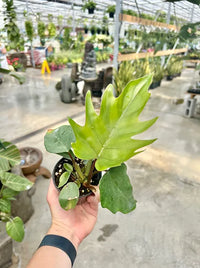 Philodendron Mayoi