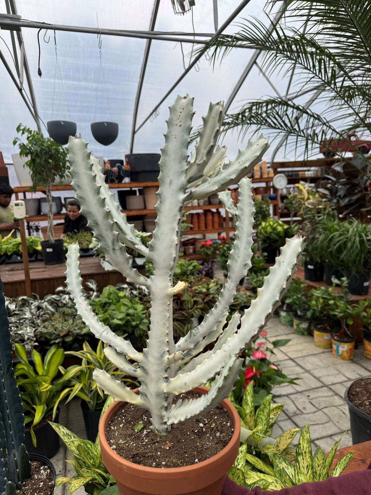 Euphorbia lactea White Ghost - Euphorbia
