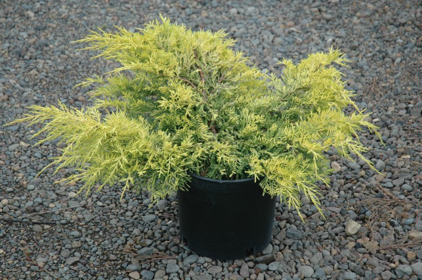 Juniperus chinensis 'Gold Tip'