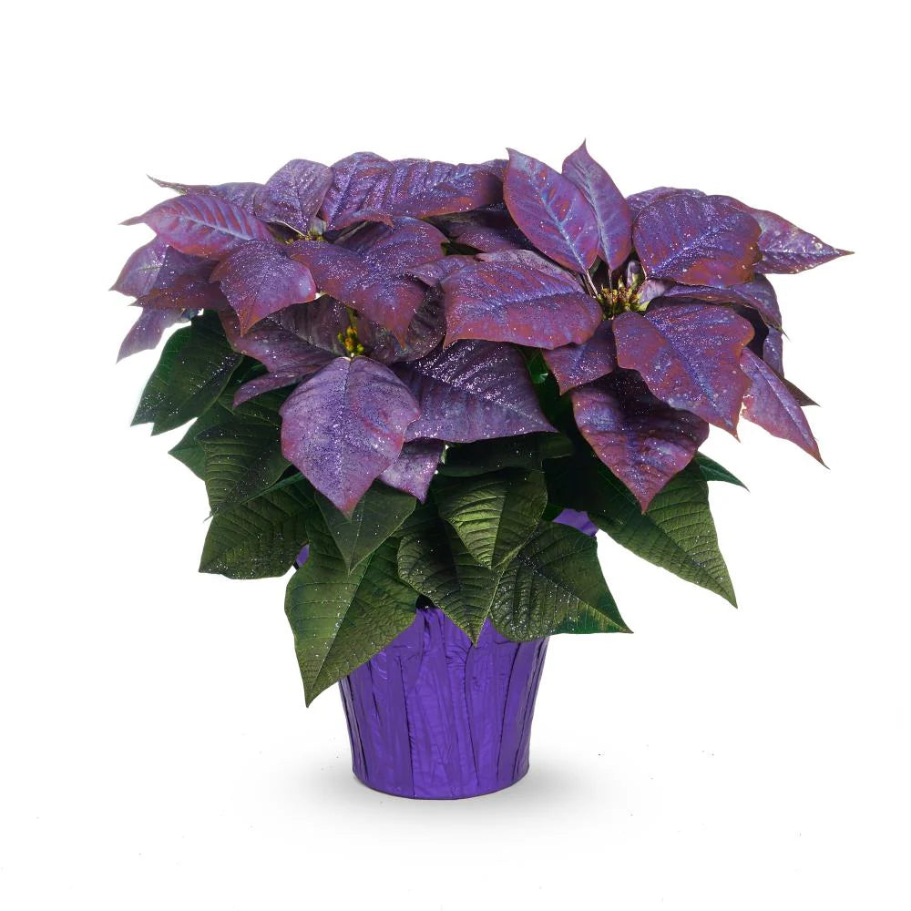 Poinsettias bleu/mauve 6''