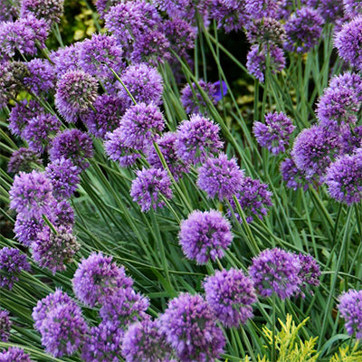 Allium 'Medusa'