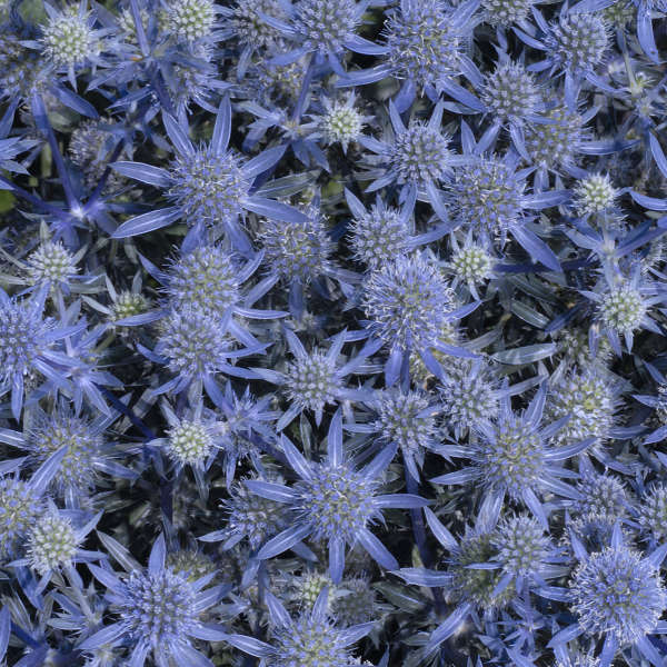 Eryngium p. 'Blue Glitter' - Panicaut