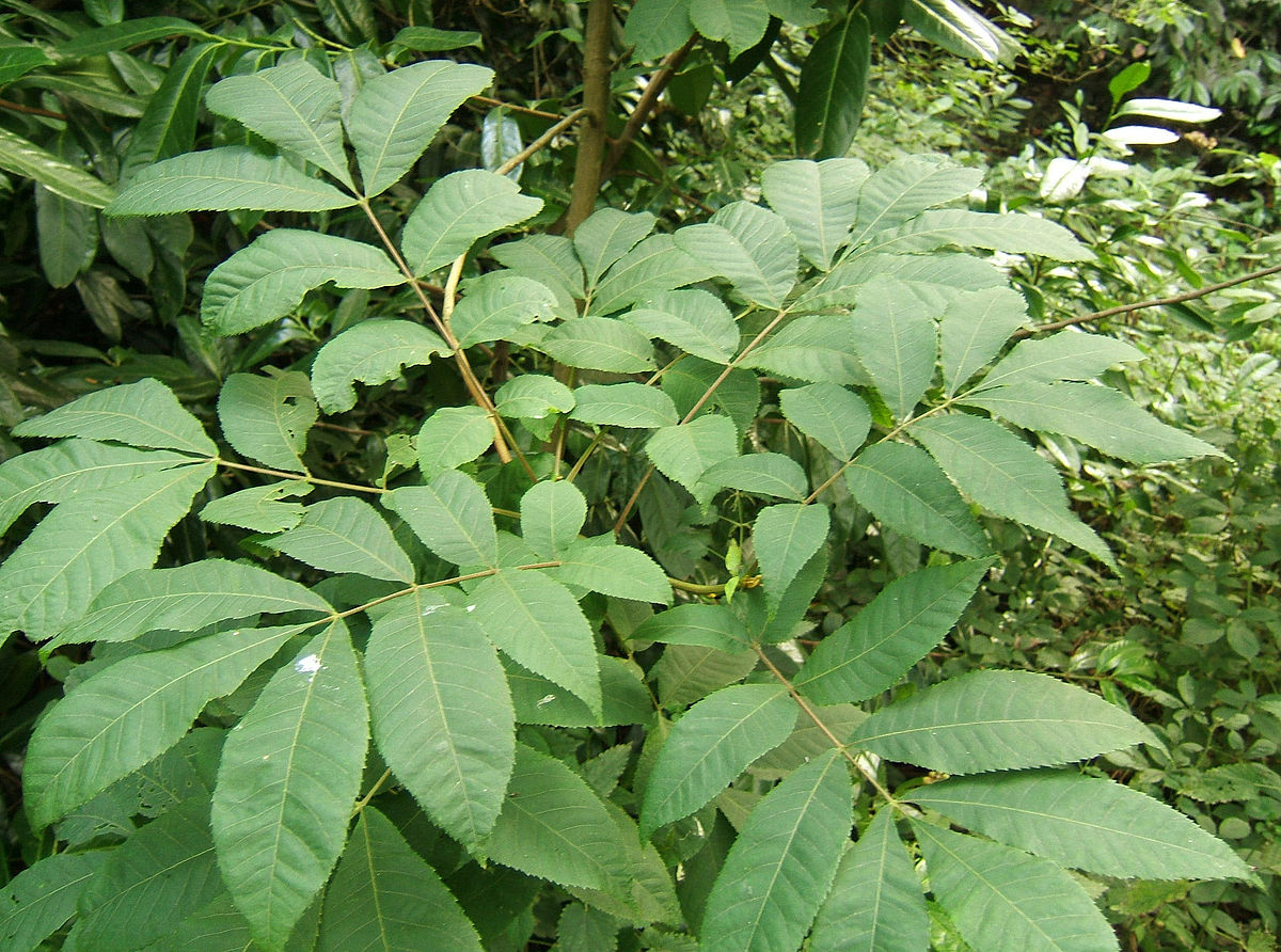 Carya cordiformis - Caryer