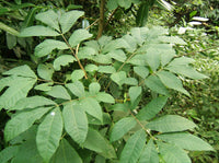 Carya cordiformis - Caryer