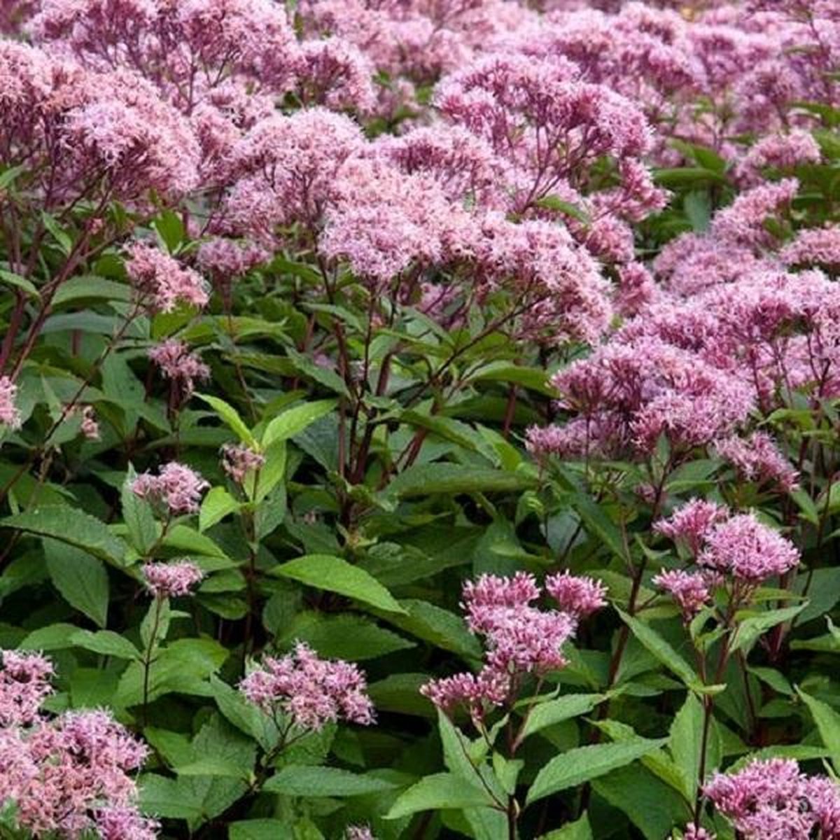 Eupatorium 'Atropurpureum' (macrophylla)