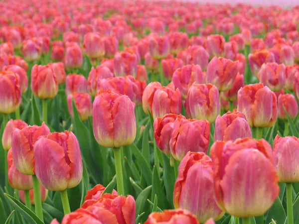 Bulbe d'automne - Tulipe Sunset Miami