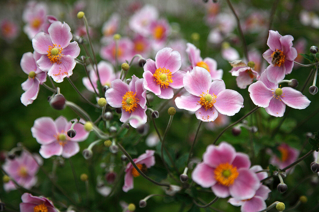Anemone vitifolia 'Robustissima'