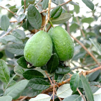 Feijoa sellowiana (or pineapple guava) - Brazilian guava, Montevideo guava, pineapple guava