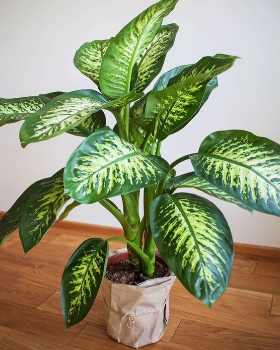 Dieffenbachia 'Tropic snow'