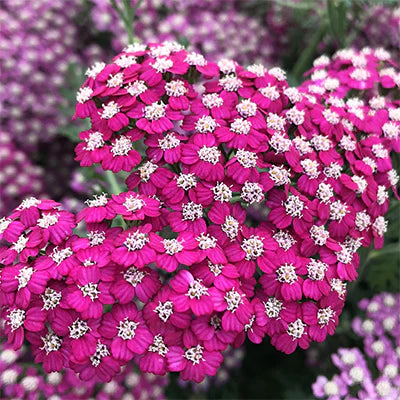 Achillea millefolium 'New Vintage Violet'