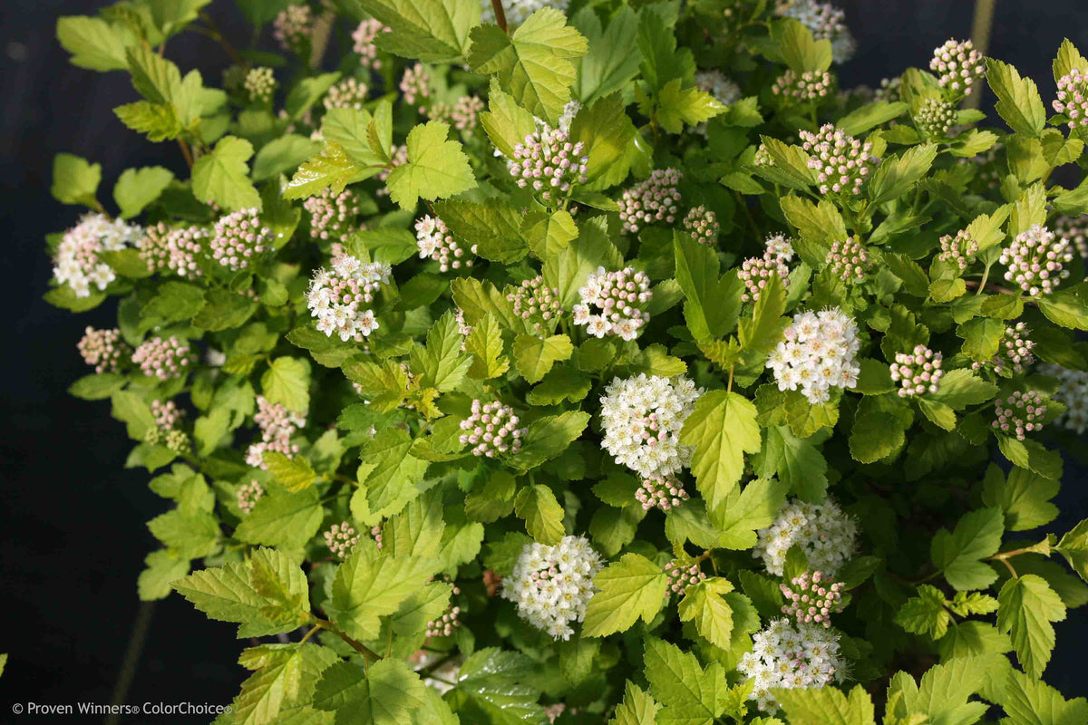 Physocarpus Tiny Wine Gold