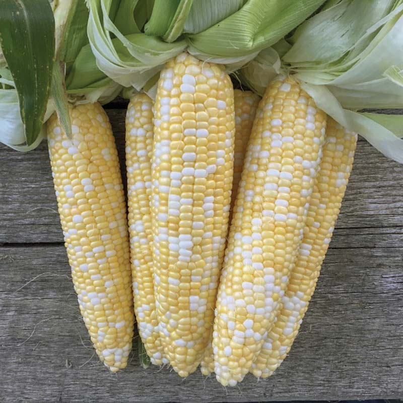 Semence en vrac - EVOLUTION BI-COLOR SYNERGISTIC PLUS CORN