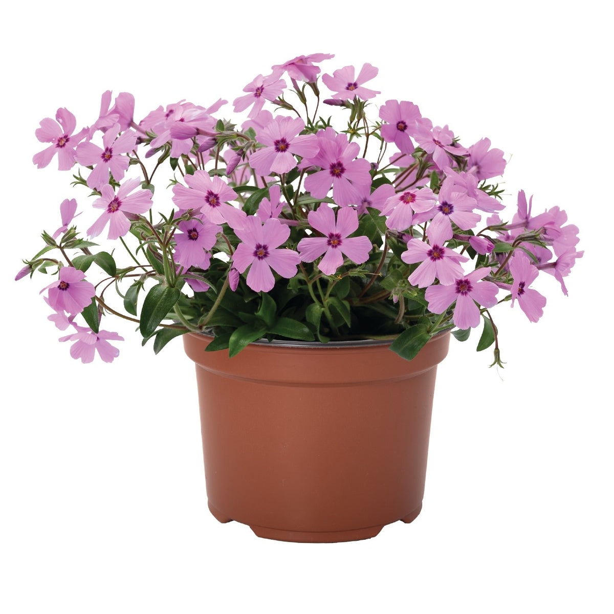 Phlox Woodlander™ 'Rose' - Phlox rampant