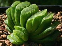 Haworthia truncata Lemon lime