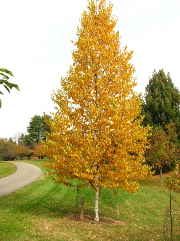 Betula Platyphylla 'Dakota Pinnacle (Fargo)