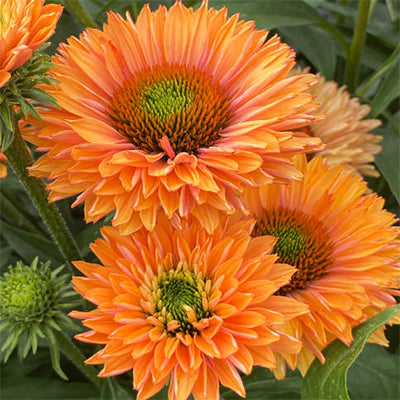 Echinacea Sunseekers® 'Pumpkin Pie'
