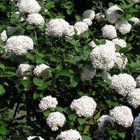 Viburnum carlcephalum - Viorne