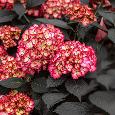Hydrangea macrophylla 'Eclipse'
