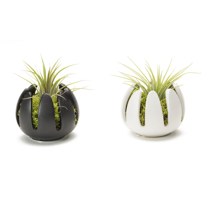 Pot en porcelaine pour Tillandsia