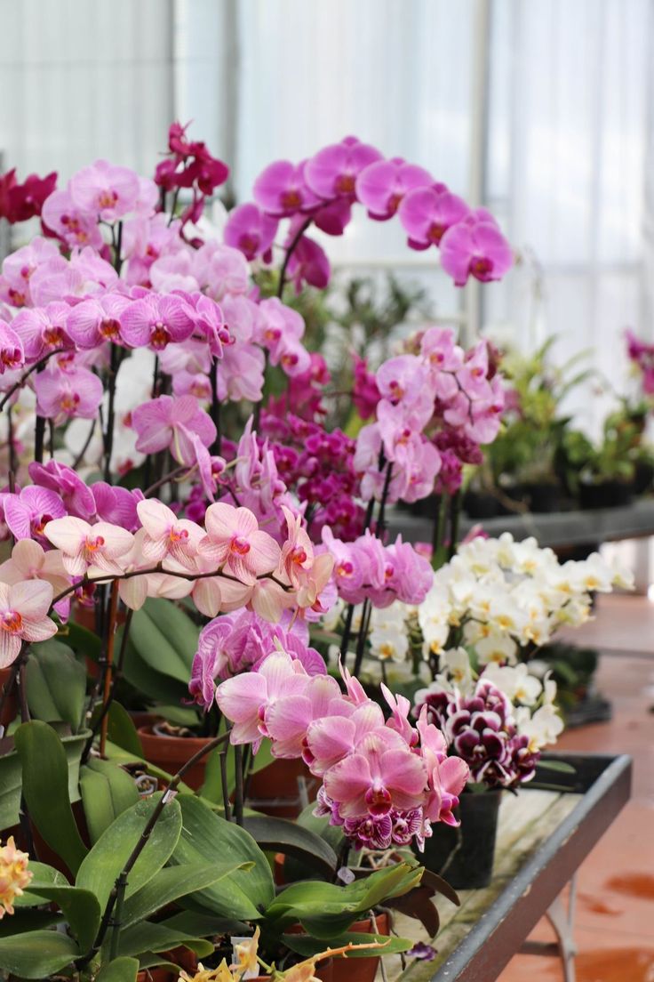 Orchidée -  Phalaenopsis - couleurs variées