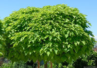 Catalpa Bignonioides 'Nana' -  (C. bungei HORT.)