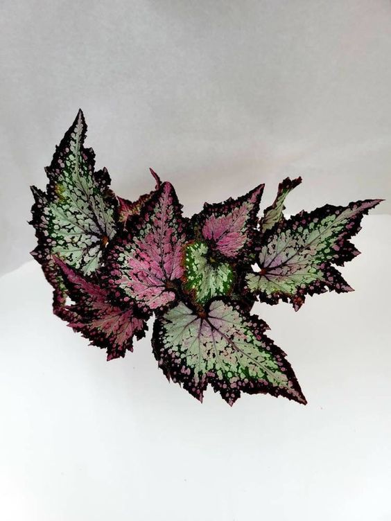 Begonia rex Jurassic Dino 'polka dots' FleurExcel Inc.