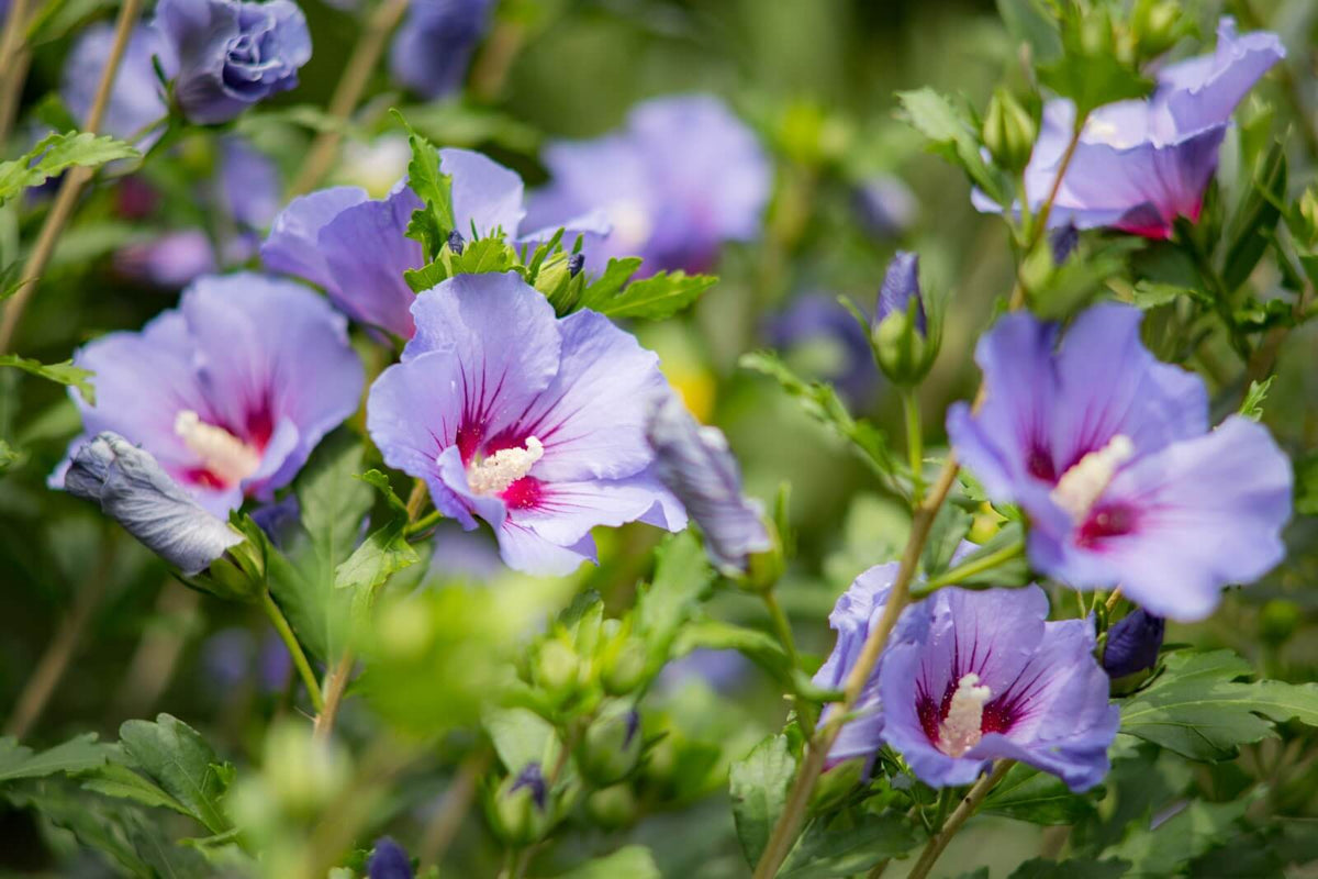 Hibiscus syriacus 'Paraplu Violet'