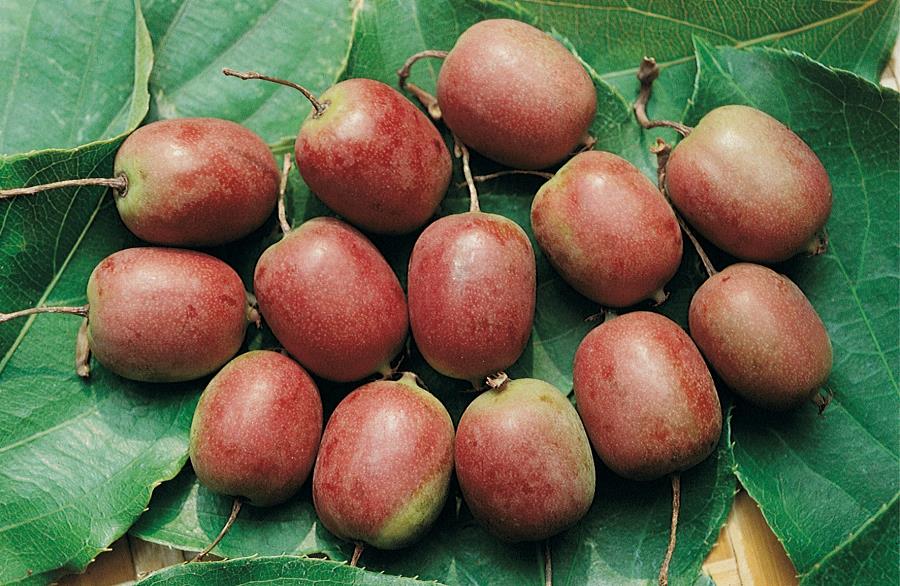 Actinidia Arguta 'Ken's Red' - Kiwi Femelle