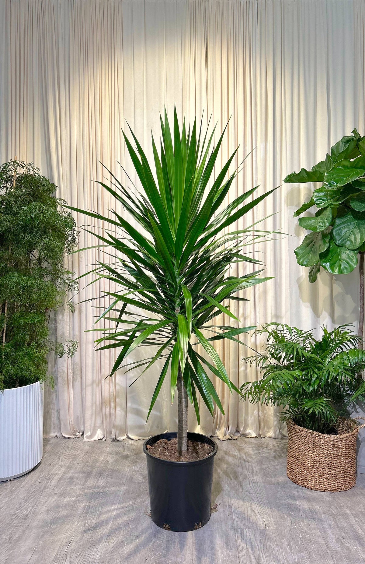 plante dracaena Dracaena Arborea Single