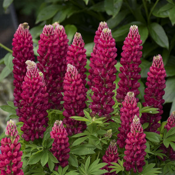 Lupinus Mini Gallery™ Red
