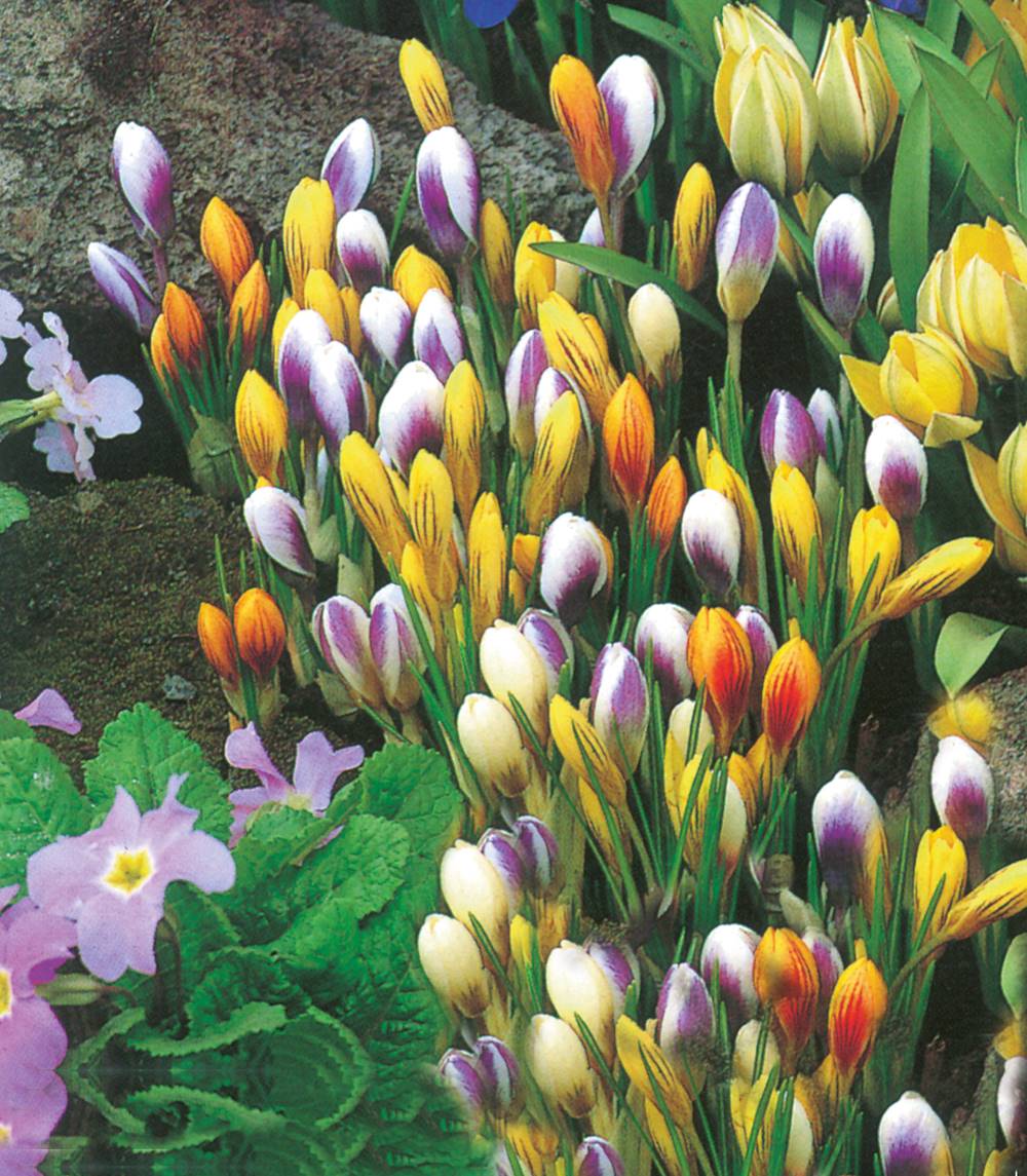 bulbe d'automne - crocus mixed colours