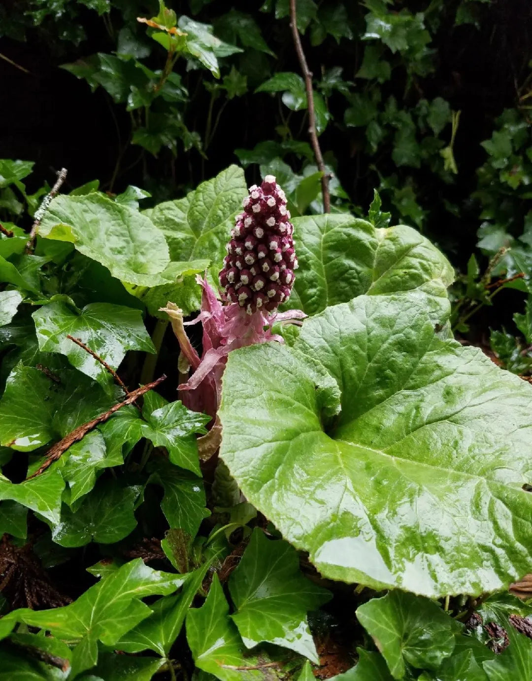 Petasites officinalis