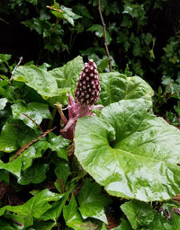 Petasites officinalis