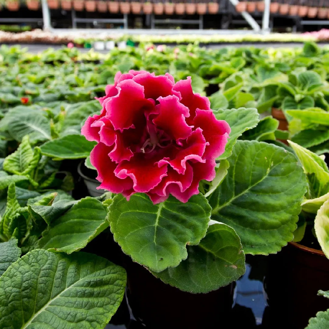 Gloxinia couleurs assortis