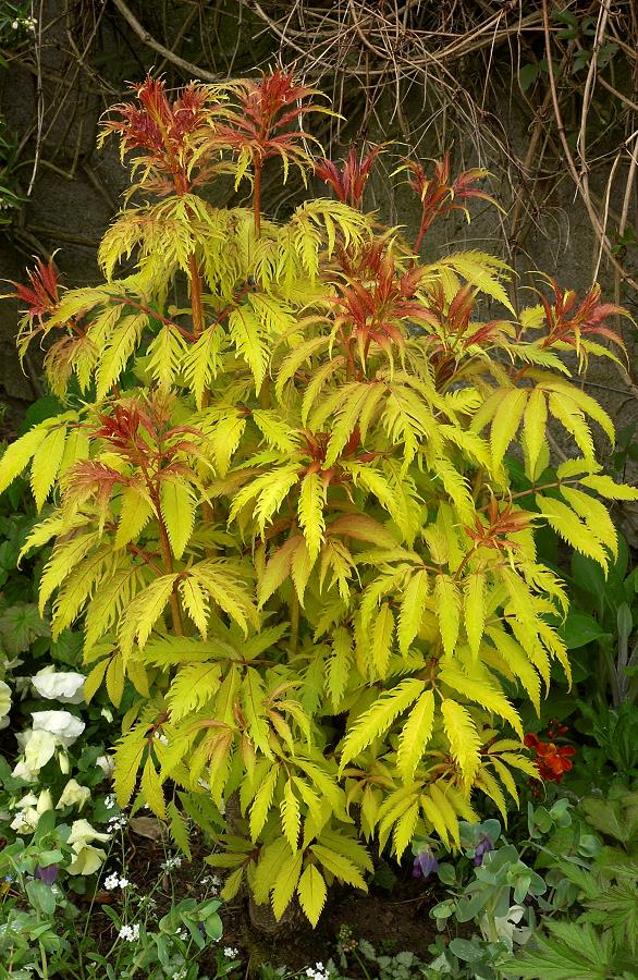 SAMBUCUS racemosa 'SUTHERLAND GOLD'