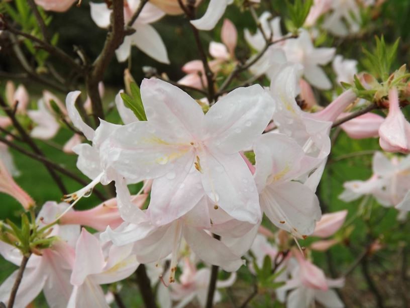 Rhododendron hybrid White Lights